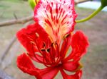 Όνομα αρχείου=orchid.jpg
Μέγεθος αρχείου=78KB
Διαστάσεις=640x480
Ημερομηνία προσθήκης=Aυγ 09, 2004 orchid.jpg